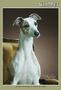 WHIPPET ISSN 0787-6262