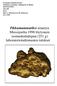 Pikkumammutiksi nimetyn Miessijoelta 1998 löytyneen isomuskultahipun (251 g) laboratoriotutkimusten tulokset