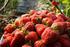 绿色食品 草莓保护地生产技术规程