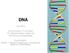 DNA Tiina Immonen, FT, yo-lehtori HY Lääketieteellinen tiedekunta Biokemia ja kehitysbiologia