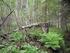 Kokemuksia ja esimerkkejä elinympäristöjen ennallistamisesta Kolin kansallispuistossa
