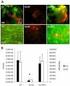 Kit Components. BacTiter-Glo Micr. Cell Via. Assay. BacTiter-Glo Buffer BacTiter-Glo Substrate