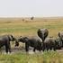 Tansanian suursafari: Serengeti, Ndutu, Ngorongoro, Tarangire Nyt paluumatka Serengetistä lentäen!