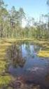 Linnansaaren kansallispuiston linnustoselvitys vuonna 2005