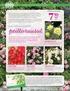 TERASSI- HORTENSIA 14,95kpl. 2 kpl. Kotimainen KESÄKUKAN- TAIMI. samettikukka, hopealehti, lobelia, petunia ym. kpl