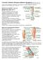 Luento4a: Johdanto yläraajan neljänteen dissektioon Käsivarrren laskimot (vener) ja pintahermot (ytliga nerver) Käsivarren ojentajapuolen lihakset