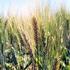 Plant protection of cereals current situation