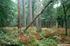 Woodland Key Habitats