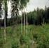 Kasvu- ja tuotostutkimus. Tutkimuskohteena puiden kasvu ja metsien kehitys. Luontaisten kasvutekijöiden vaikutukset. Männikköä karulla rämeellä