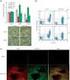 Cell and Tissue Engineering CHEM E3225