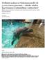 Delfiinit maksavat Särkänniemelle yli euroa päivässä olisiko niiden lopettaminen inhimillisin vaihtoehto?