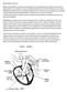 Läppävika (läppävuoto, endokardioosi, myksomatoottinen läppärauppeuma, mitral valve disease = MVD)