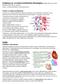 Sydämen ja verenkiertoelimistön histologiaa./ Heikki Hervonen 2012/ Biolääketieteen laitos/ anatomia Sydän, verenkiertoelimistö ja munuainen-jakso