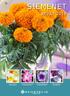 SIEMENET KEVÄT Tagetes Erecta Moonstruck Deep Orange. PETUNIA GRANDIFLORA `TriTunia Blue Veined. PETUNIA GRANDIFLORA `TriTunia Pink Morn