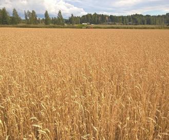 Luomukasvintuotanto - uutta Luomulajikkeet / luomukasvinjalostus - luonnollinen lisääntymiskyky ja luonnolliset risteytymisrajat Poikkeusluvat jatkossa aina toimijakohtaisia Tavanomaisten siementen