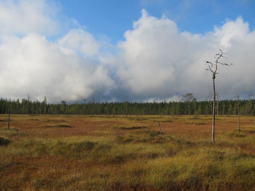 10 2 CHARACTERISTICS OF PEATLAND 2.1 Definition of peatland Peatlands in natural stage are waterlogged ecosystems with a thick organic soil layer made of dead and decaying plant material (Figure 1).
