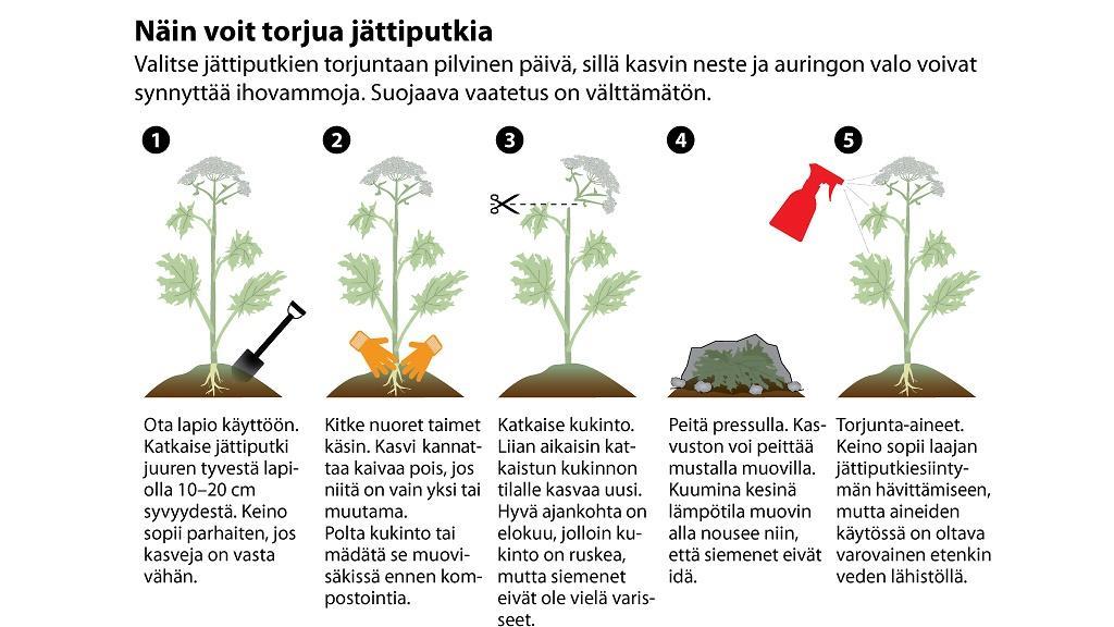 Jättipalsami (Impatiens glandulifera) Kasvin keskimitta n. 1,5 m. Lehdet suikeita, tiheästi hammaslaitaisia. Vaaleanpunaiset kukat jopa 4 cm.