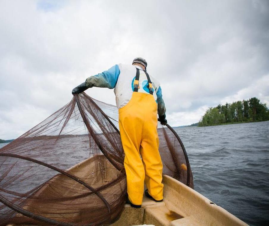 Kehitetty nrppaturvallisia rysiä - kestäviä kalastusmenetelmiä Kaupallisen kalastuksen turvaamiseksi mm. sumukalan pyyntiin.