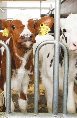 Turvaominaisuus mahdollistaa lehmän vapauttamisen lukkopaikalta myös alakautta kaatumistapauksissa.