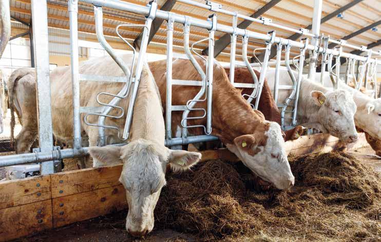 Korkeatuottoiset lehmät käyvät syömässä tuoretta rehua noin 12 kertaa päivässä, joten vapaa paikka ja vapaa pääsy rehun äärelle ovat avainasemassa korkean maitotuotoksen ja hyvän maidon laadun