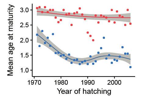Results and discussion a b Figure 4: Temporal variation in a) mean age at maturity in males (blue) and females (red) and b) vgll3*l allele frequency over 36 hatch years in Tenojoki.