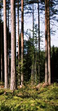 Luonnollinen kiertokulku: puuta voidaan kierrättää yhä uudelleen ja uudelleen happi auringonvalo veden ja ravinteiden kiertokulku hiilidioksidi uusiutuva metsä puu ja kuitu puutuotteet