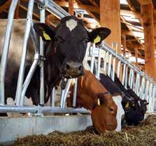 Parasta rehuns BonSilage-säilöntäaineet siiloihin, aumoihin ja paaleihin Bonsilagen valmistaa itävaltalais-saksalainen Euroopan suurin erikoisrehujen ja biologisten säilöntäaineiden valmistaja