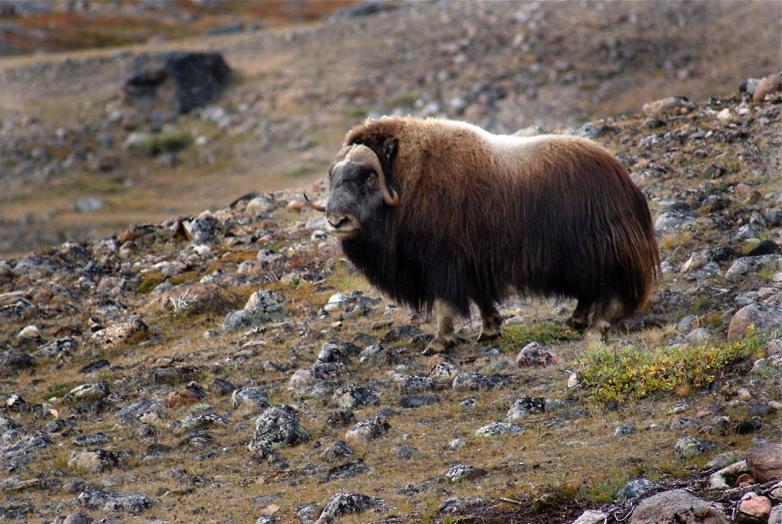 8.4 Piniarneq Aalisarnerlu. Nunataq piukkussami nunaminertani immikkoortinneqartuni piniarneq aalisarnerlu pingaarnertut inuussutissarsiutigineqarput.