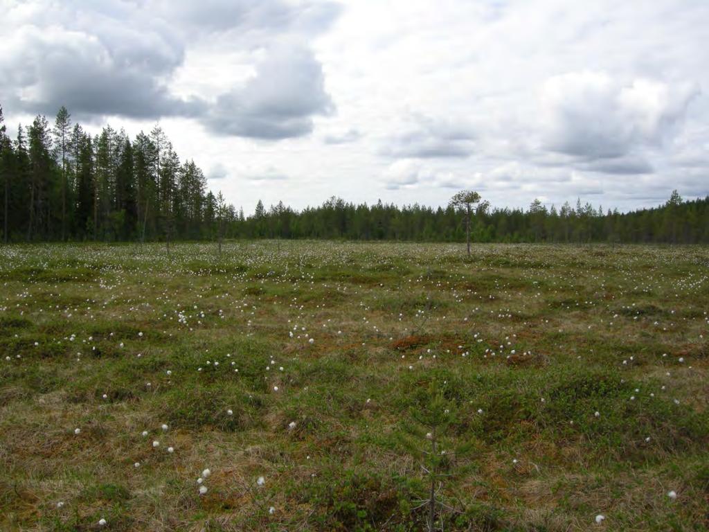 käsittävä rahkaräme. Kuva 4.