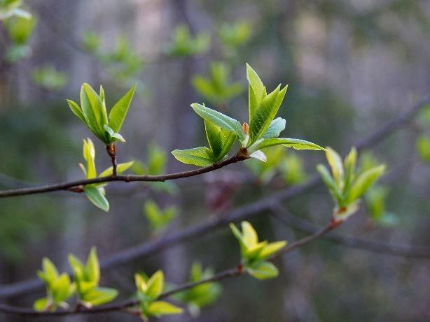 Sunnuntai 5.5. Messu klo 10.00 Hämeenkyrön kirkossa. Kivistö, Loikas. Olohuonemessu klo 15 Torikadun Olohuoneessa.