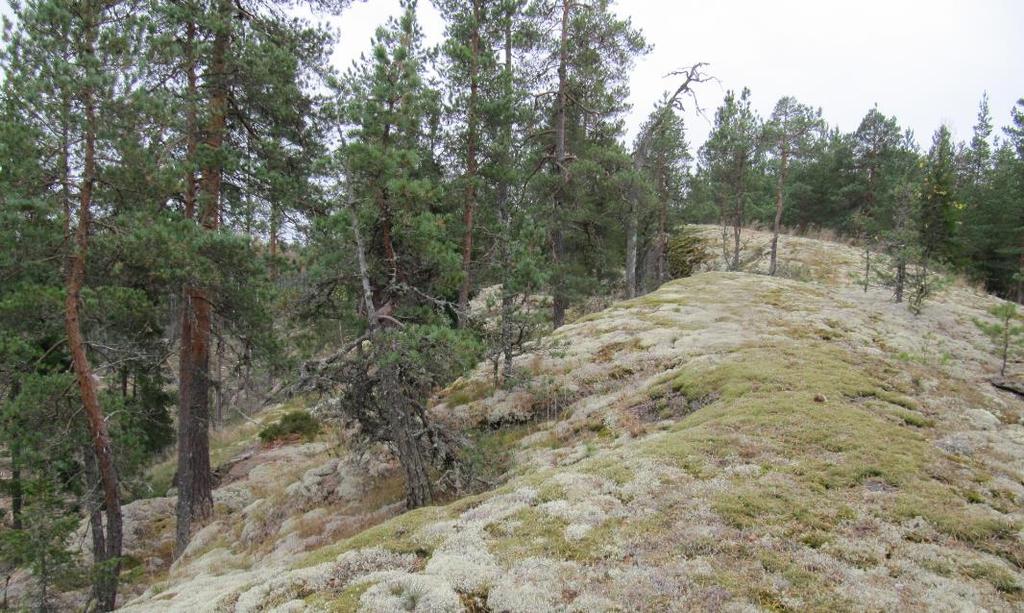5 4.3 Huomionarvoiset luontotyypit Selvitysalueen luoteiskulman Långbergetin kallioalueen lakialue täyttää metsälain 10 kriteerit