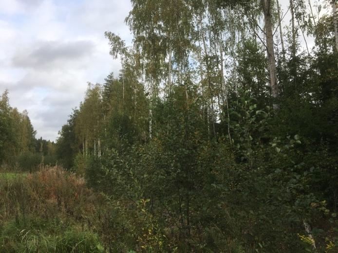 Manninpellontien varren tonteilla puusto ei kadun varrella ole juuri lainkaan, eikä tonttien väleissä ole tyhjiä tiloja, joten esimerkiksi liito-oravan liikkuminen Manninpellon