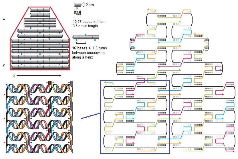 3.1 Basic principles of DNA origami design The first step in the structure design of a conventional DNA origami is to create a model of the desired structure using parallel cylinders as building