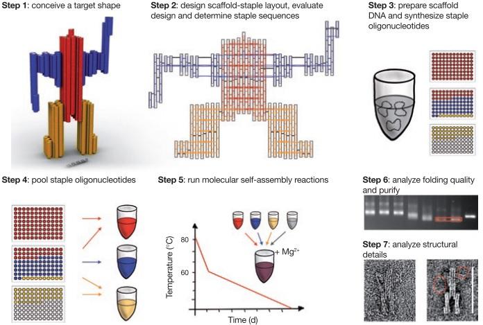 Figure 3.5: Production of DNA origami. Production starts with the design of the DNA origami structure: conceiving the target shape, routing the scaffold and staples and exporting the sequences.