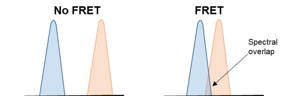 4 Förster resonance energy transfer Förster resonance energy transfer (FRET), also referred to as fluorescence resonance energy transfer is a phenomenon in which two particles interact: a donor in an