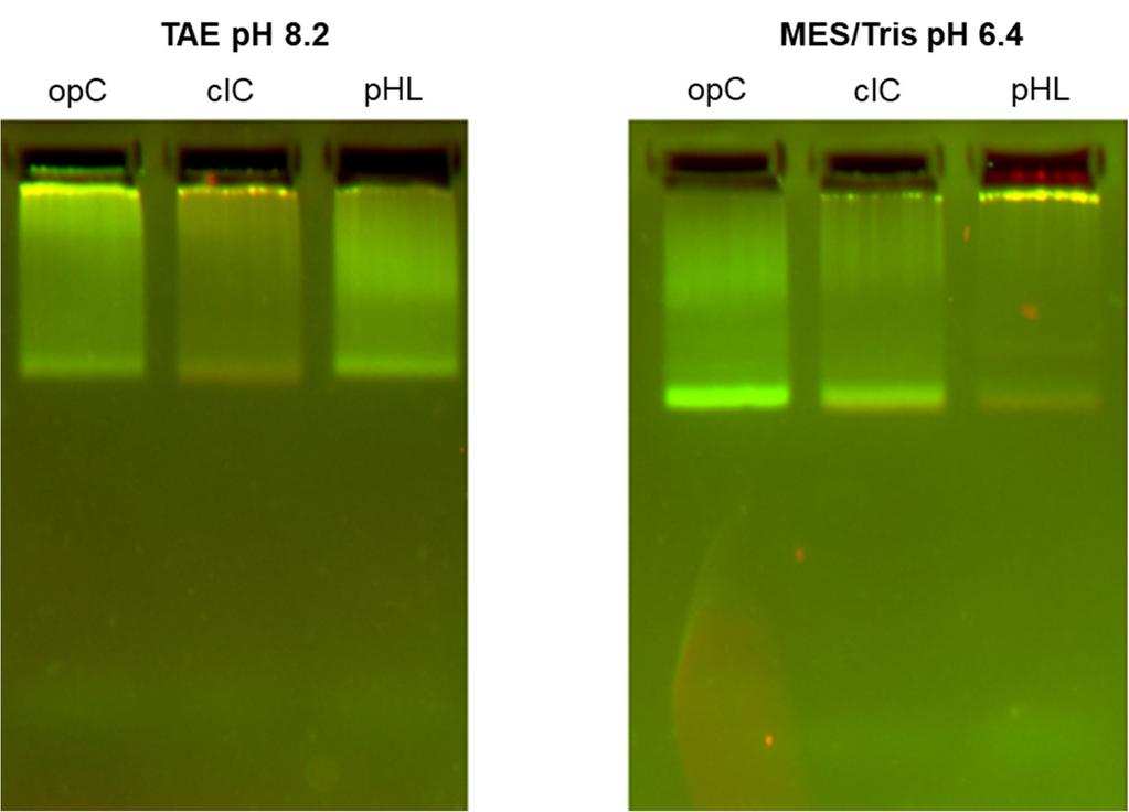 Figure 6.9: Fluorescence characterized EMSA. Filters used for imaging were Alexa Fluor 488 (green) and Alexa Fluor 546 (red).