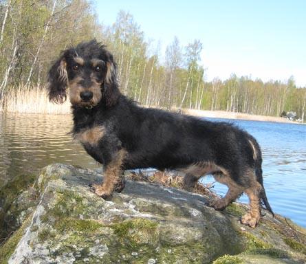 * Vuoden Käyttömäyris 1. Karkeakarvainen mäyräkoira uros Aittakallion Blick om. Pekka Hennala, Lahti 36 p. 2. Lyhytkarvainen mäyräkoira narttu Mikromanian Miraakkel om.