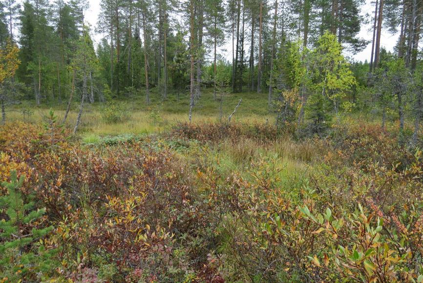 15 Kuva 57 Eteläisin Seljänaavan lähderykelmästä. Puusto on hyvin niukkaa, mutta pajuja on laajalla alueella runsaana.