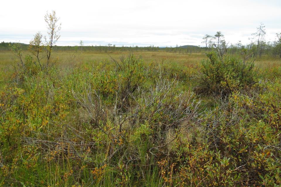 Lähde kuuluu vesilain 11 :n ja metsälain 10 :n kohteisiin. Kohde ei ole kovin edustava lajiston niukkuuden takia. Kuva 20 Pajujen ympäröimä mesotrofinen lähde.