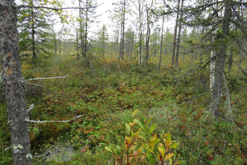 17 Lähde on vesilain 11 :n ja metsälain 10 :n kohde. Lähde on luonnontilainen. Kuva 21 Seljänaavan kaakkoisosan toiseksi pohjoisin lähde.