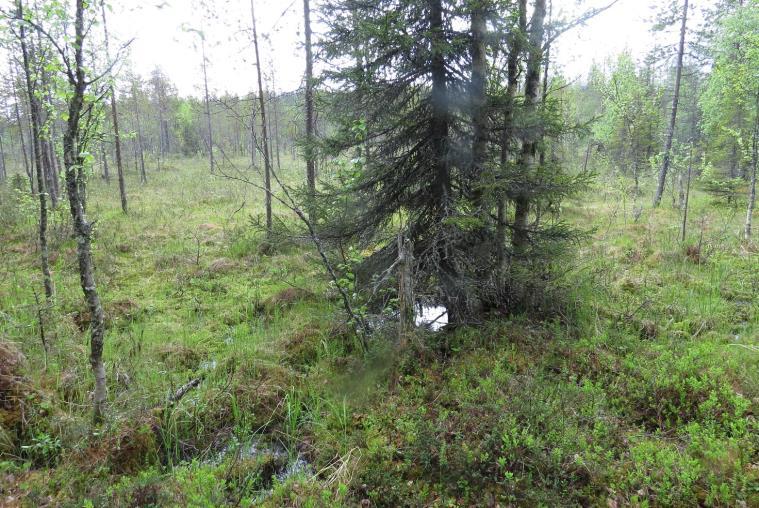 Mesotrofisella tihkupinnalla on hetesirppisammal, kilpilehväsammal, kalvaskuirisammal ja purolähdesammal sekä metsäkorte ja pullosara. Tihkupinnan koko on 6 m x 1 m.