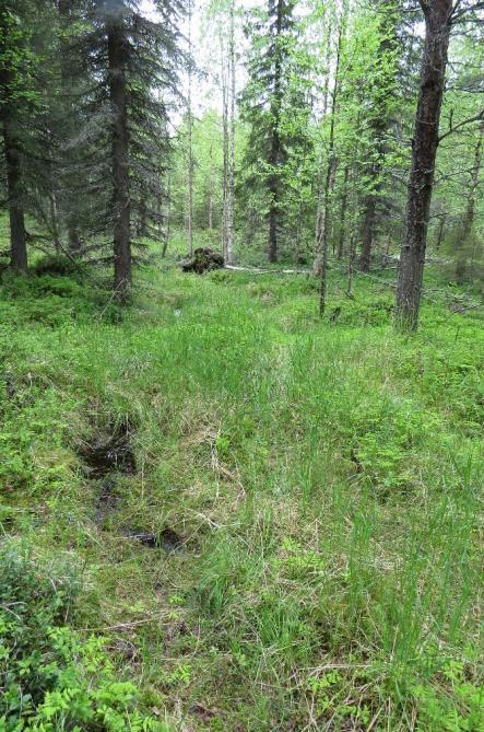 Luonnontilaiset ja luonnontilaisen kaltaiset tihkupinnat ja purot ovat metsälain 10 :n erityisen arvokkaita elinympäristöjä.