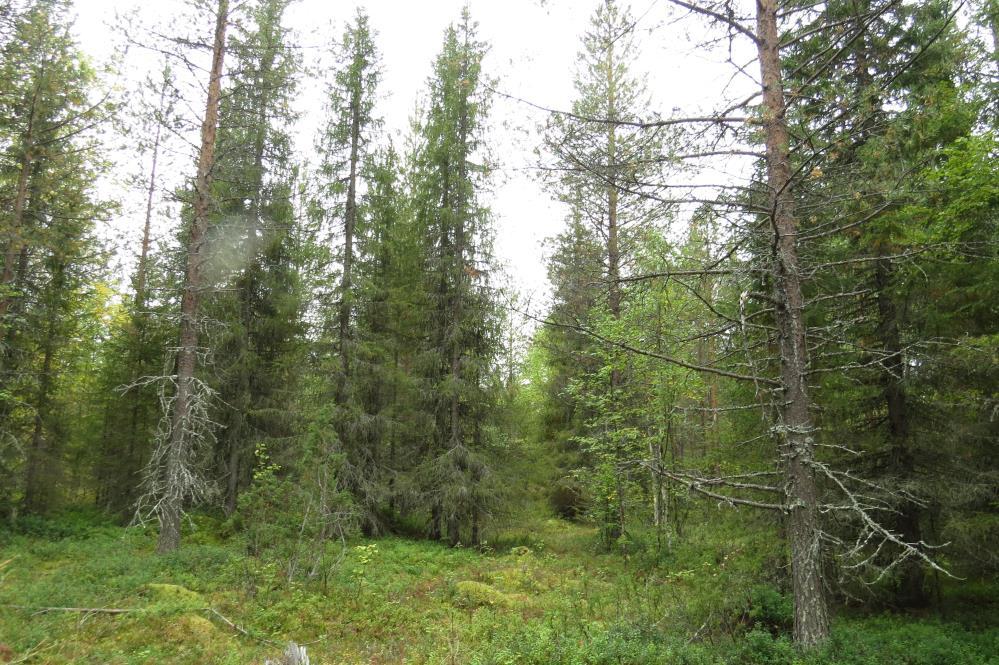 5 Ravinteisimmillaan suot ovat lähteiden ja purojen lähellä. Isonmaanaavalla on ojitusalueiden välissä pienialainen lettoneva.