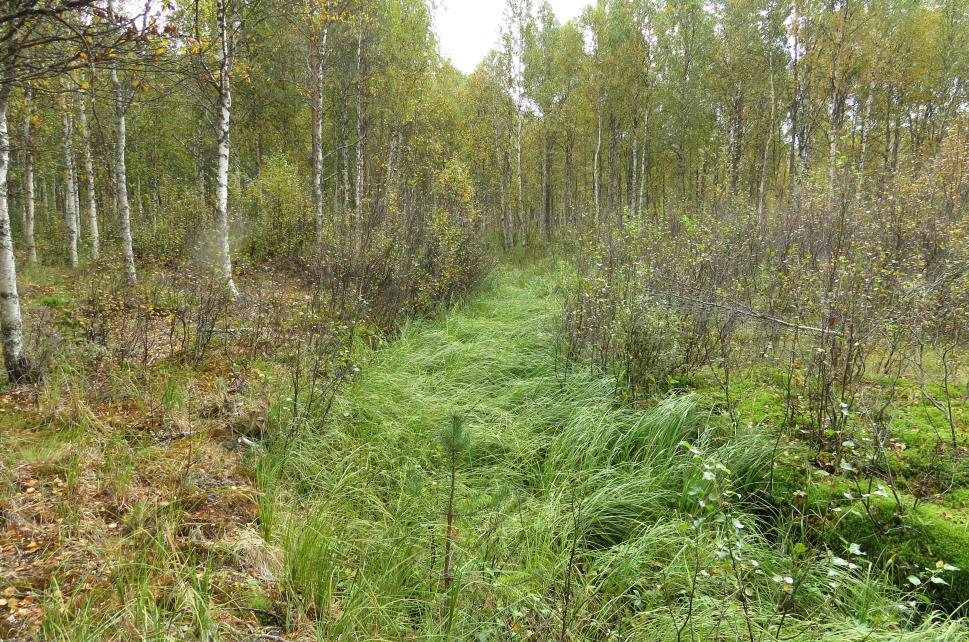 7 Kuva 6 Saukko-ojan aiempaa puronuomaa. Nyt vesivirtaa kaivetussa ojassa itäpuolella. Arvokohteet: Lähteet (5-11) 3.