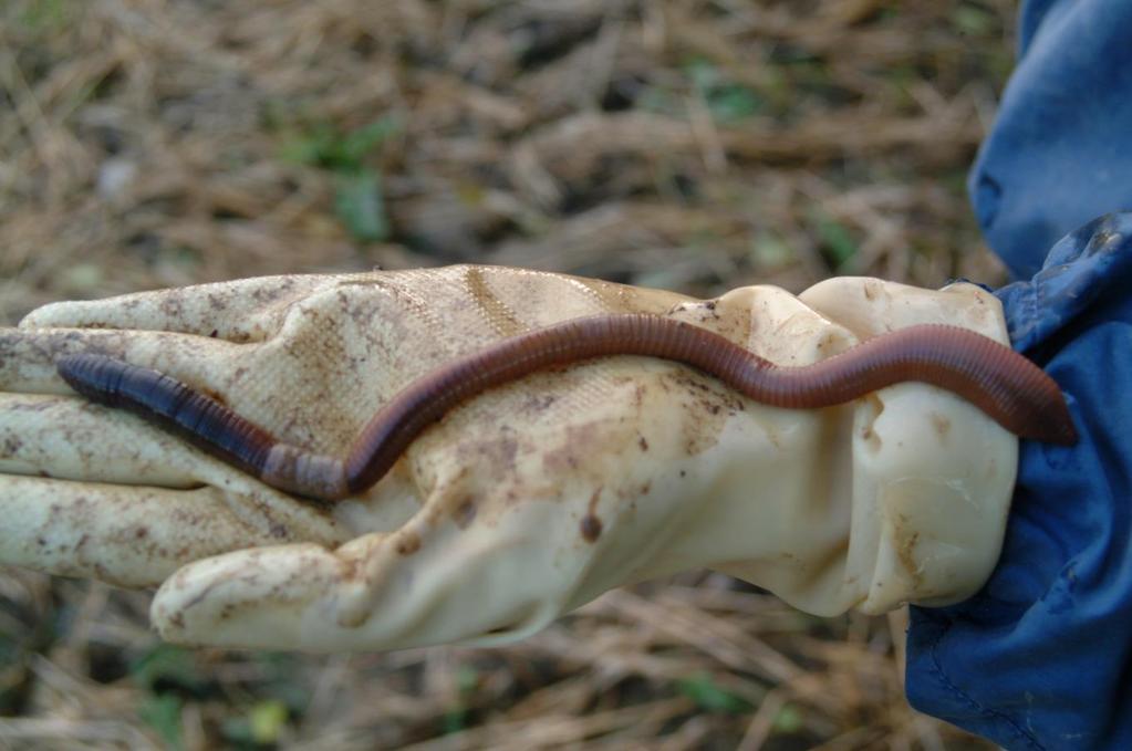 Kasteliero (Lumbricus