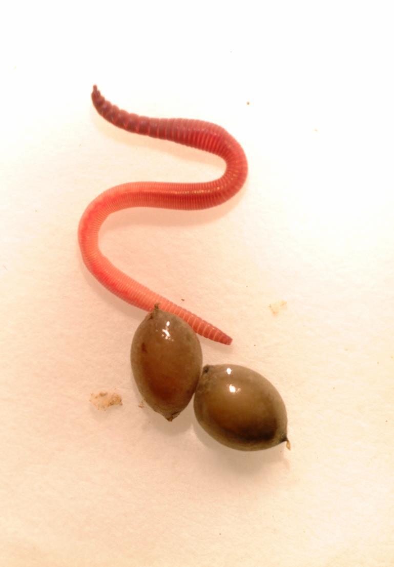 Lierojen