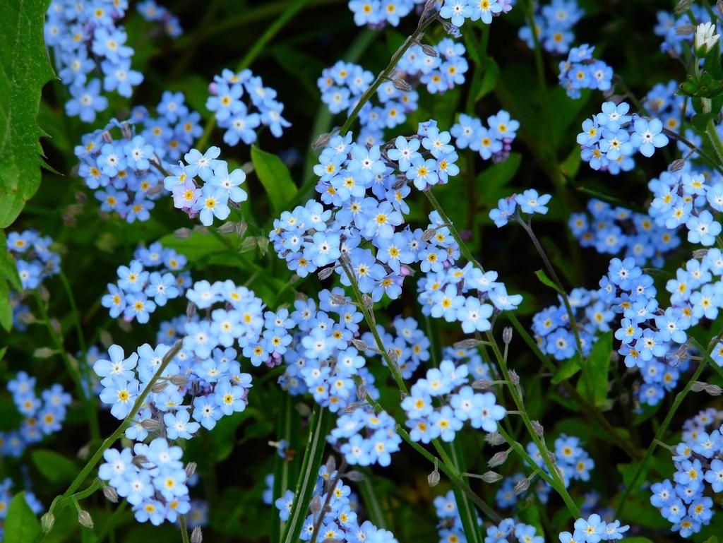 11. Muistisairaiden tunnuskukka Myosotis sylvatica 11 Neidonkukka Lemmikki Siniasteri Suomessa kasvaa harsulemmikki, hietalemmikki, lapinlemmikki, luhtalemmikki, mäkilemmikki, peltolemmikki,