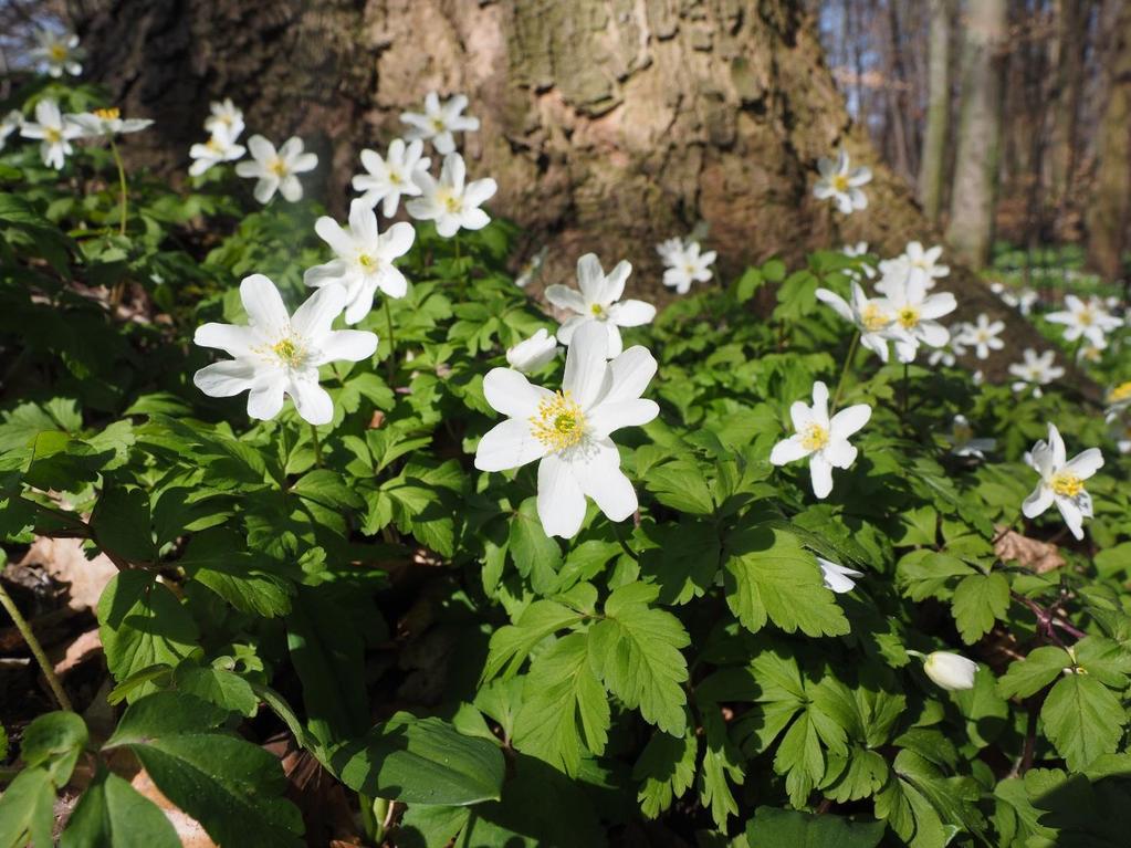 2. Kukkii äitienpäivän aikoihin Anemone nemorosa 2 Arovuokko Metsävuokko Valkovuokko Valkovuokot kuuluivat kansakoulujen kevätjuhlissa aina sekä laululeikkeihin että koristeluun. Mm.