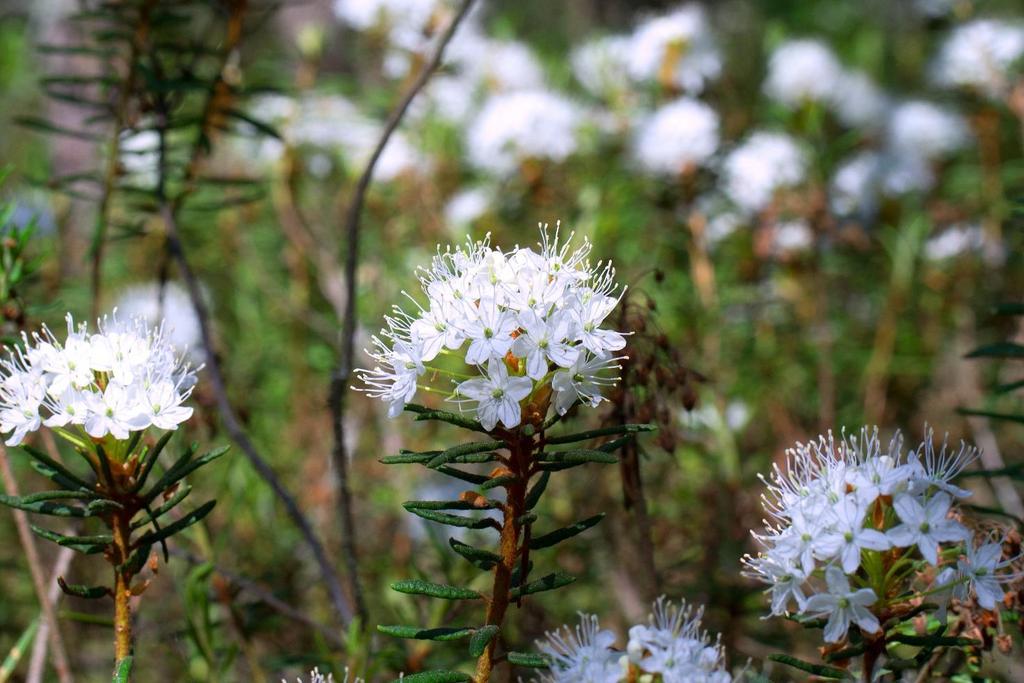 4. Huumaavasti tuoksuva Rhododendron tomentosum 4 Olutkukka Suopursu Alppiruusu Suopursu kuuluu kanervakasveihin.