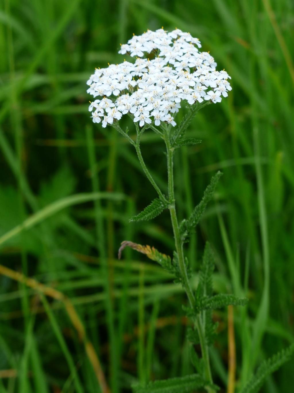 5. Lääkeyrttinä käytetty talventörröttäjä Achillea millefolium 5 Pyörtänäpörrö Ahomatara Siankärsämö Siankärsämö on vanha rohdos- ja maustekasvi. Sen lempinimiä ovat mm.